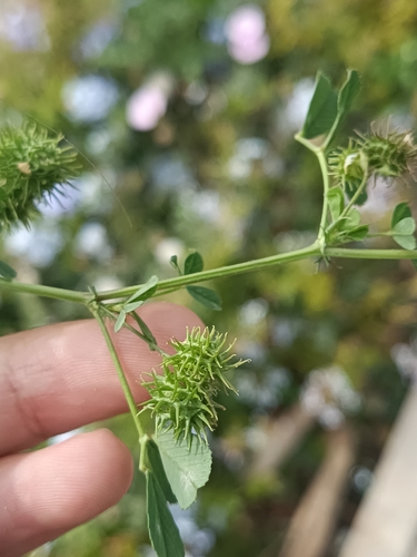 Medicago polymorpha, photograph 1