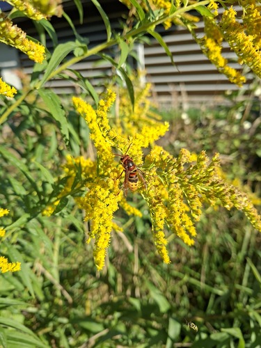 European Hornet