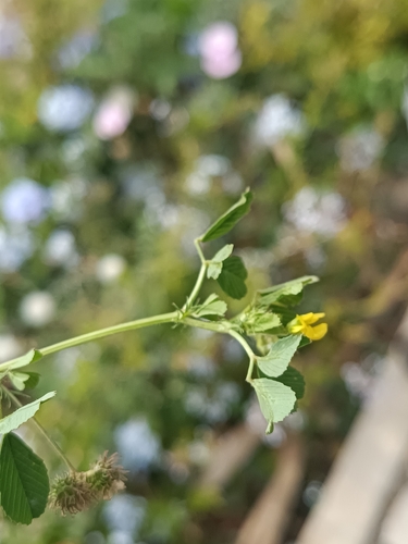 Medicago polymorpha, photograph 2