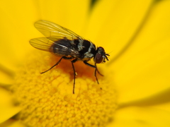 Limnophora obsignata