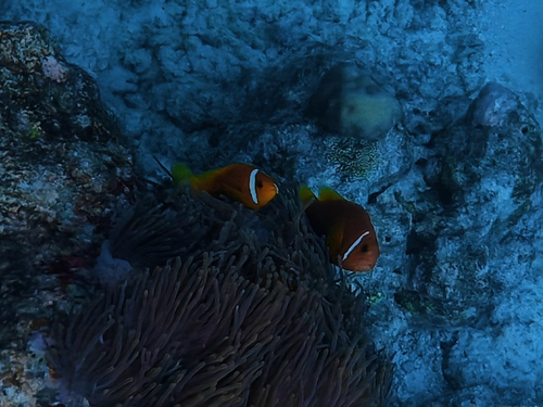 Amphiprion nigripes observed 2026-09-26