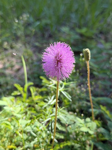 sunshine mimosa
