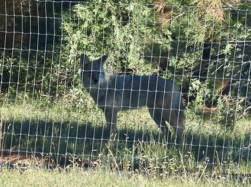 Coyote