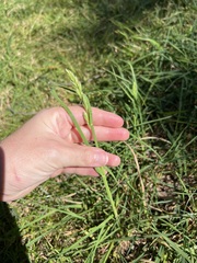 Dactylis glomerata, photograph (c) Jared Shorma, some rights reserved (CC BY)