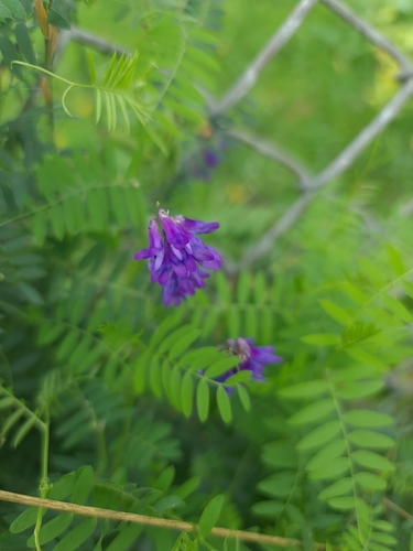 Vicia cracca, photograph 3