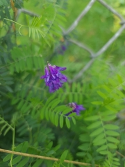Vicia cracca, photograph (c) Johnathan Campbell, some rights reserved (CC BY)