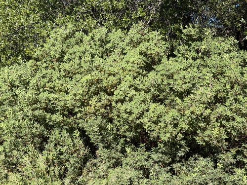 Arctostaphylos pungens, photograph 1