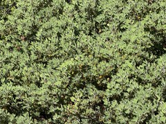 Arctostaphylos pungens