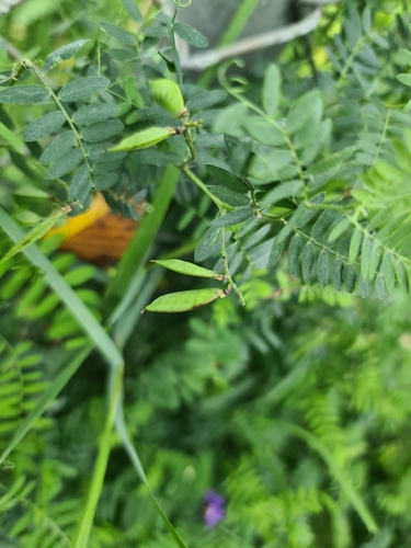 Vicia cracca, photograph 4