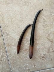 Rhizophora mangle
