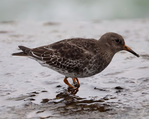 Purple Sandpiper