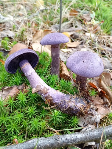 violet webcap