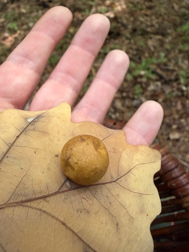 Cherry Gall Wasp