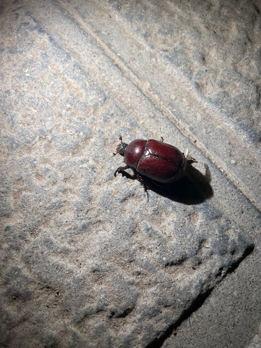 Phyllognathus excavatus