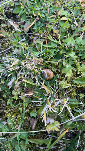 Copse Snail