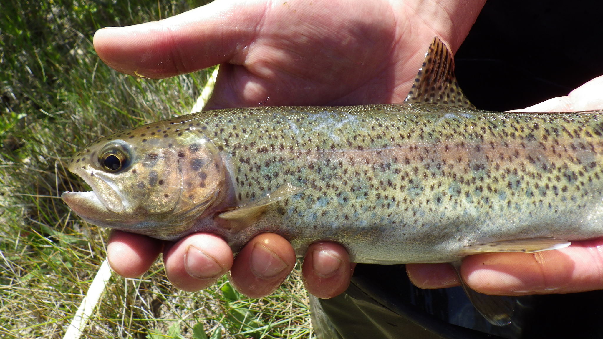 Rainbow Trout - Cavendish International