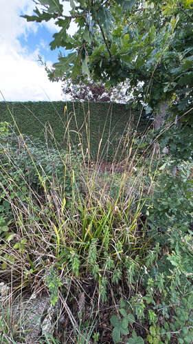 Carex pendula, photograph 5