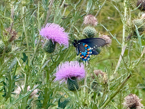Pipevine Swallowtail