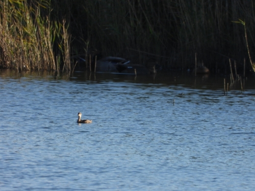 Little Grebe
