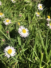 Bellis perennis