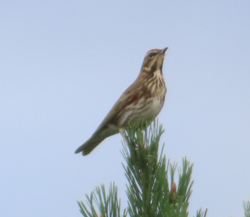 Redwing