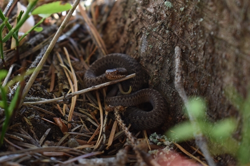 Adder