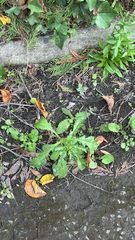 author not stated, no rights reserved Senecio vulgaris, photograph author not stated, no rights reserved