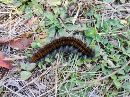 Fox Moth