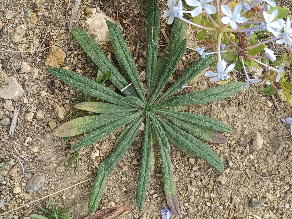 Echium tuberculatum; photograph (c) Vasco Henrique Oliveira Fonseca, some rights reserved (CC BY)