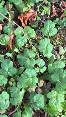 Geum urbanum
