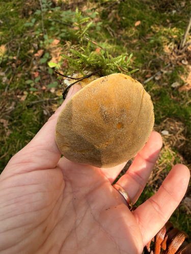 Velvet Bolete