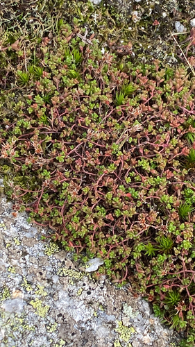 Sedum anglicum