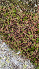 Sedum anglicum