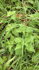 Urtica dioica