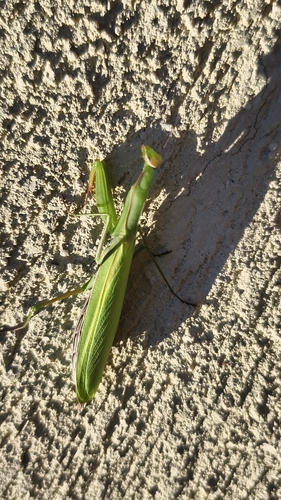 European Mantis