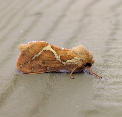 Mathew's Ghost Moth photo 2