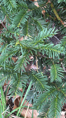 author not stated, no rights reserved Taxus baccata, photograph author not stated, no rights reserved