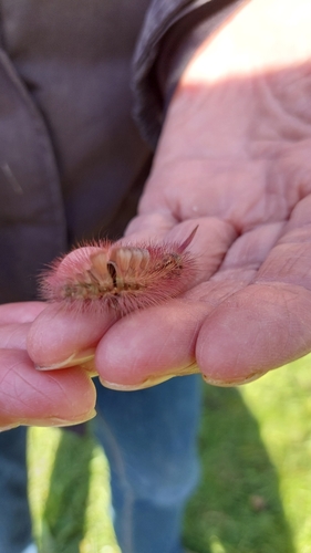 Pale Tussock Moth