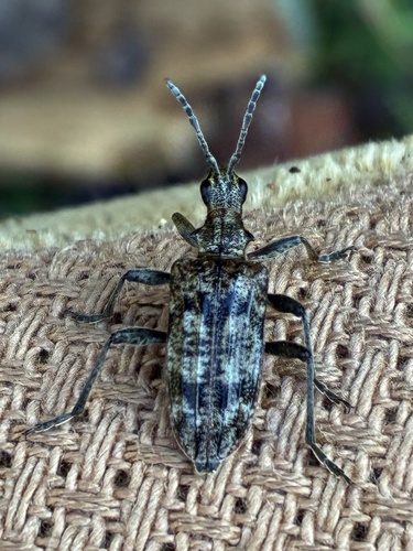 Ribbed Pine Borer