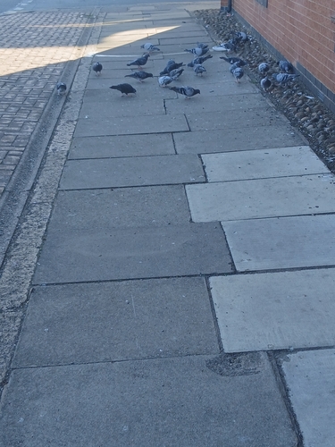 Feral Pigeon