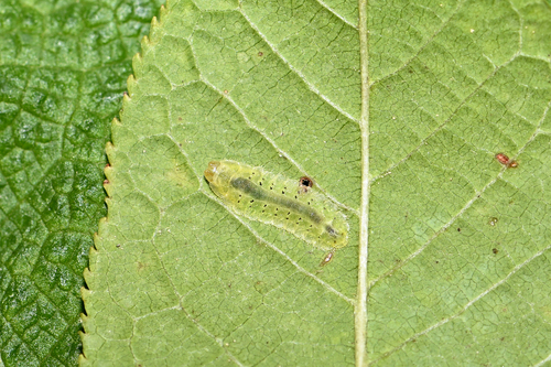 Flat Alder-cutter