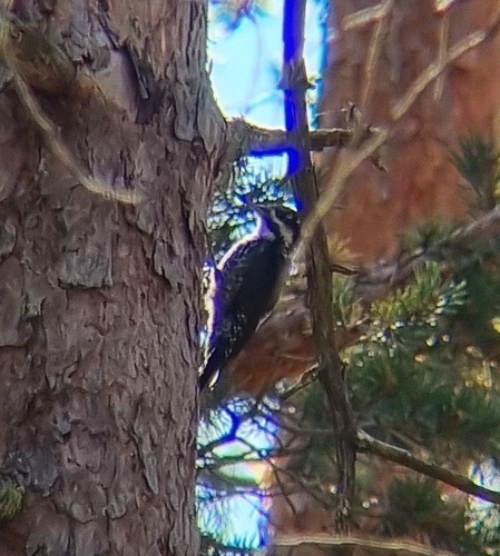 Eurasian Three-toed Woodpecker