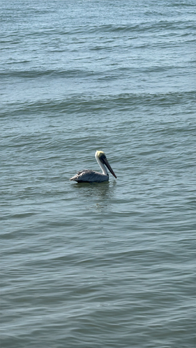 Brown Pelican (Pelecanus occidentalis)
