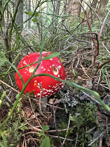 Fly Agaric
