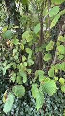 Corylus avellana