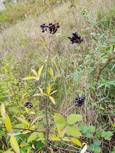 Common Privet