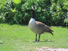 Branta canadensis