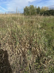 Phalaris arundinacea