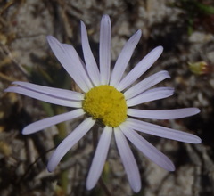 Felicia australis