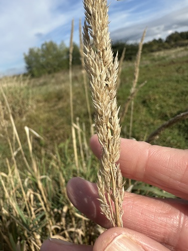Phalaris arundinacea, photograph 2
